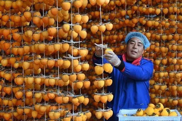 производство хурмы в в Китае