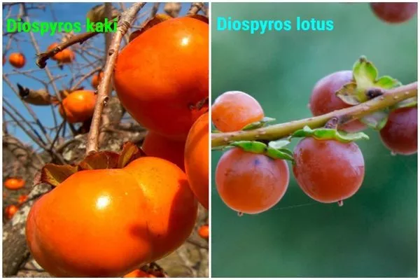 восточная и средиземноморская ветви генезиса