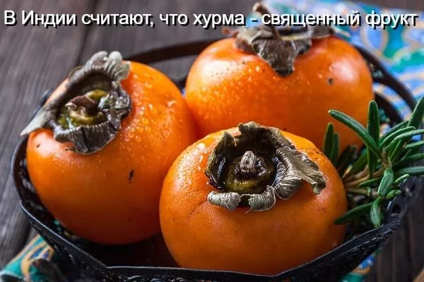 хурма в Индии