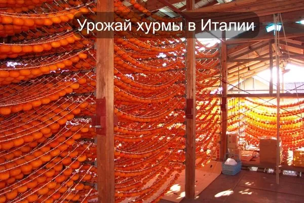 урожай хурмы в Италии