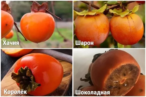 популярные в РФ виды хурмы