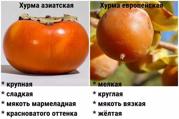 различия между европейской и восточной хурмой