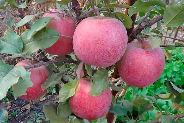 jablonja-fudzhi-kiku увеличениt размеров яблок2