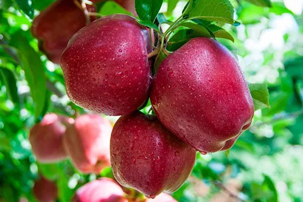 jablonja-red-delishes увеличениt размеров яблок3