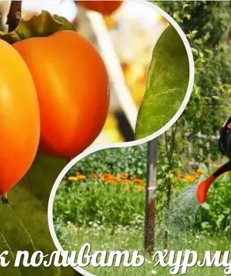 Как поливать хурму