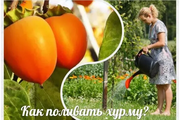 Как поливать хурму