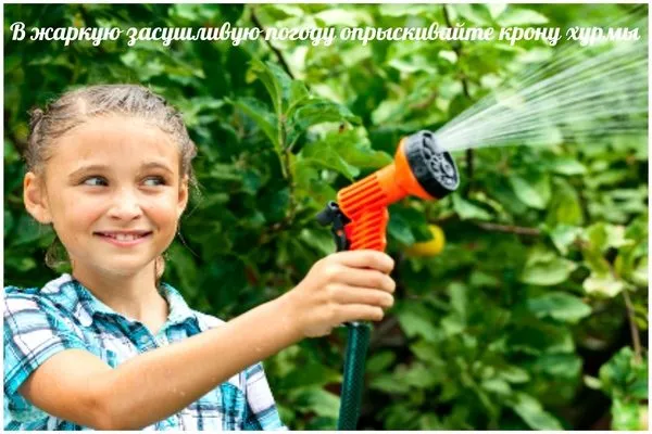 опрыскивание кроны в жару