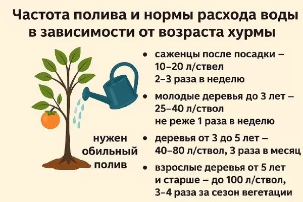 нормы расхода воды для хурмы