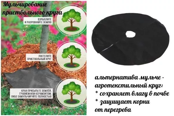 мульчирование приствольного круга