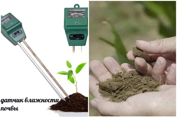 проверка влажности почвы
