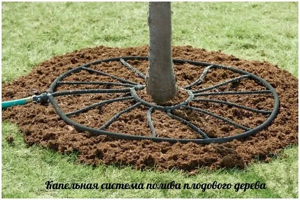 капельная система полива хурмы
