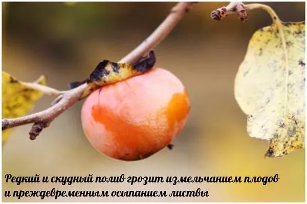 скудный полив и его последствия