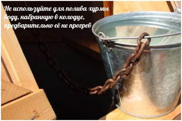 вода из колодца для полива хурмы