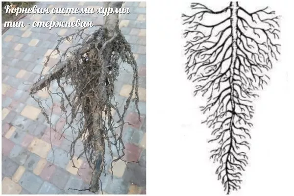 корневая система хурмы