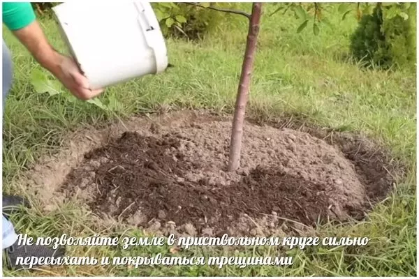 полив приствольного круга хурмы