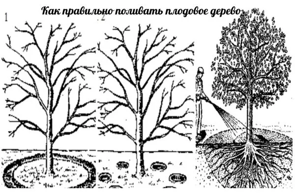 как правильно поливать плодовое дерево