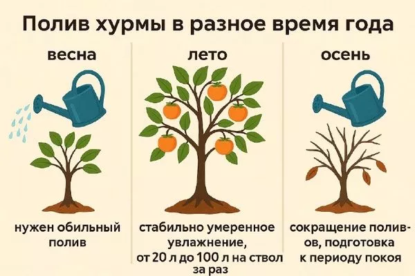 полив хурмы в разное время года