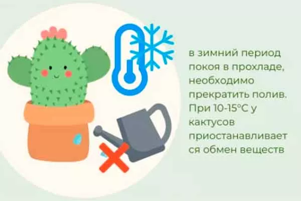 как поливать Зимовка кактуса2