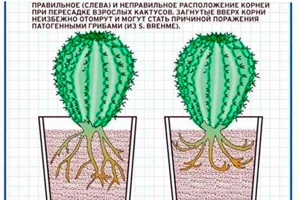 как посадить Гимнокалициум (Gymnocalycium)29