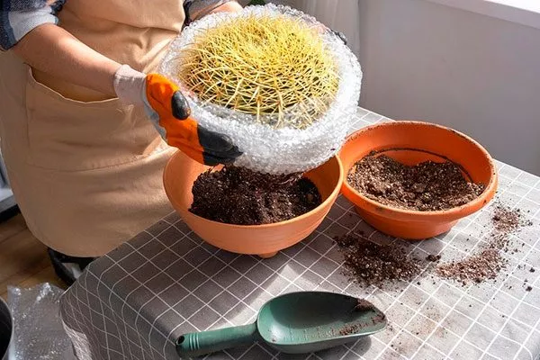 Как правильно выбрать ёмкость для пересадки кактуса пересадка кактуса6