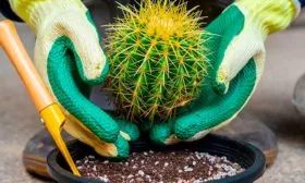 Как ухаживать за кактусами с шипами, чтобы не пораниться уход за колючими кактусами9