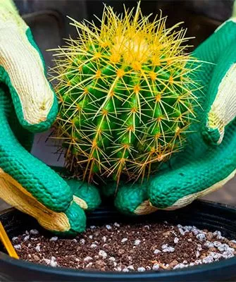 Как ухаживать за кактусами с шипами, чтобы не пораниться уход за колючими кактусами9