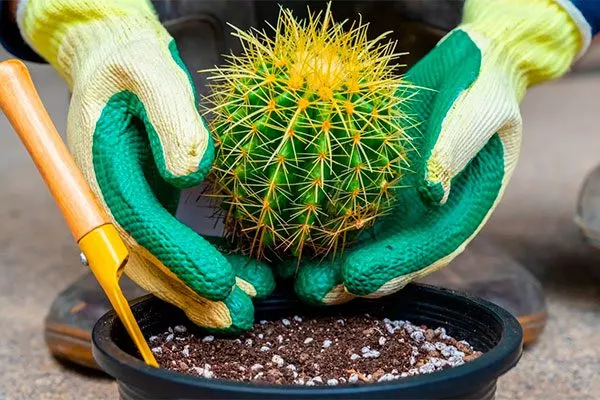 Как ухаживать за кактусами с шипами, чтобы не пораниться уход за колючими кактусами9