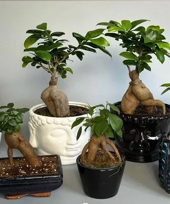 бонсай-фикусы