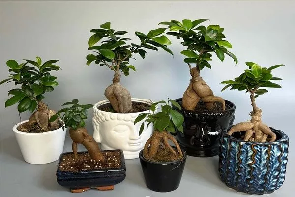 бонсай-фикусы