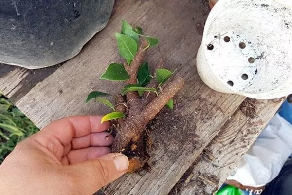 Черенок фикуса-бонсай