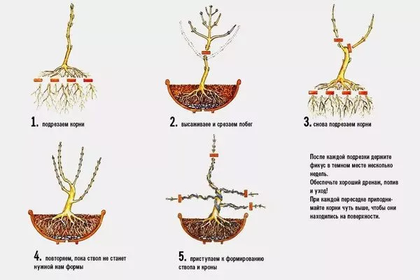 Формирование фикуса-богсай
