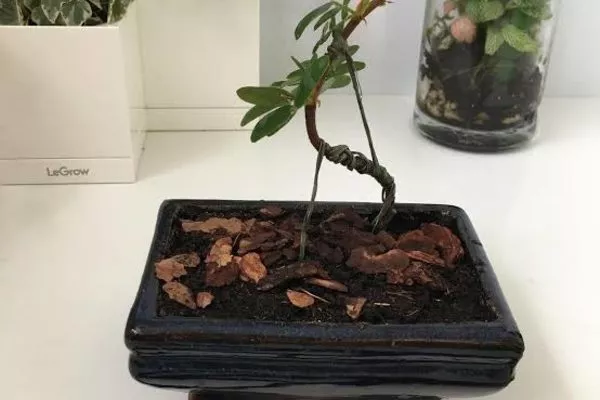 формировка ствола