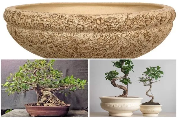 ёмкости для выращивания фикуса бонсай