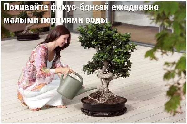 полив фикуса бонсай