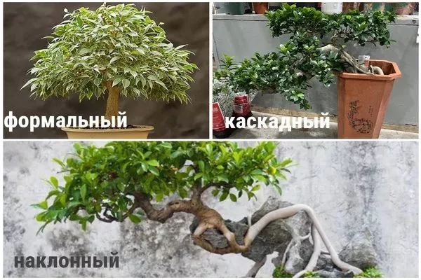 стили оформления деревьев бонсай