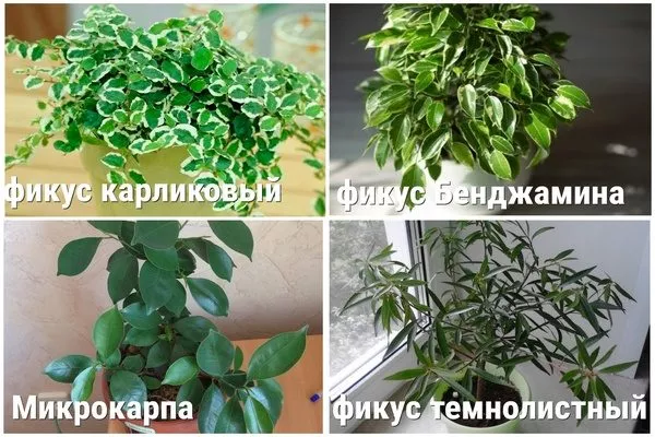 подходящие для бонсай виды фикуса