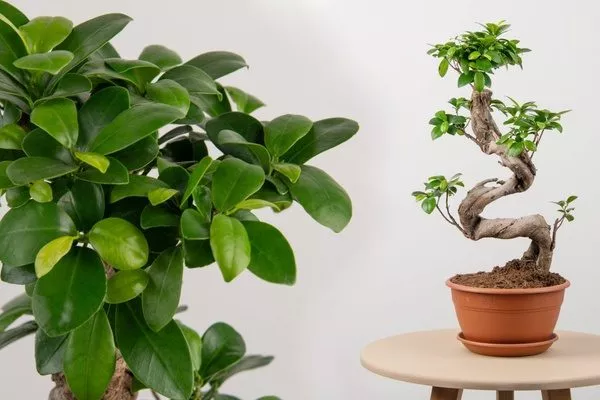 фикус обычный и сформированный по японской методе