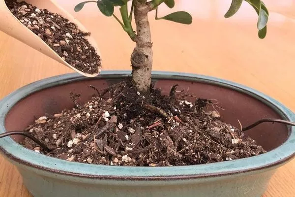 посадка бонсай фикуса