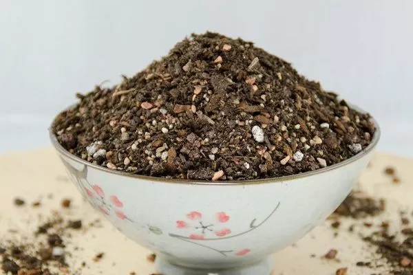 грунт для бонсай