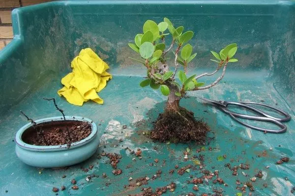 посадка фикуса для выращивания бонсай