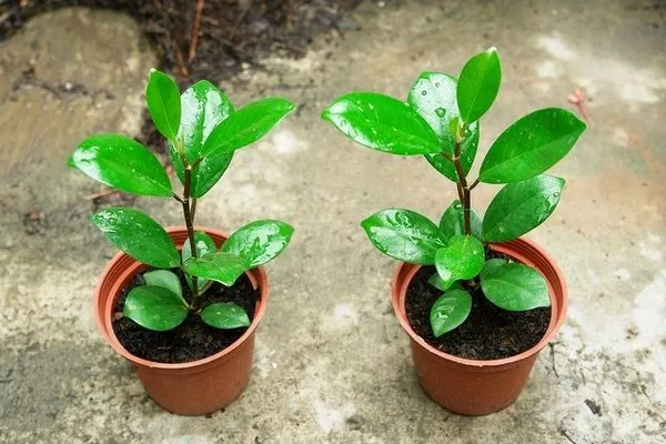 исходник для фикуса бонсай