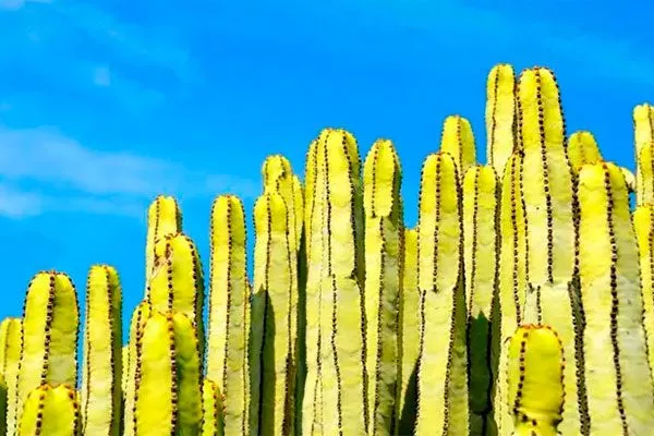 Кактус-туба кактусы в ландшафтном дизайне8