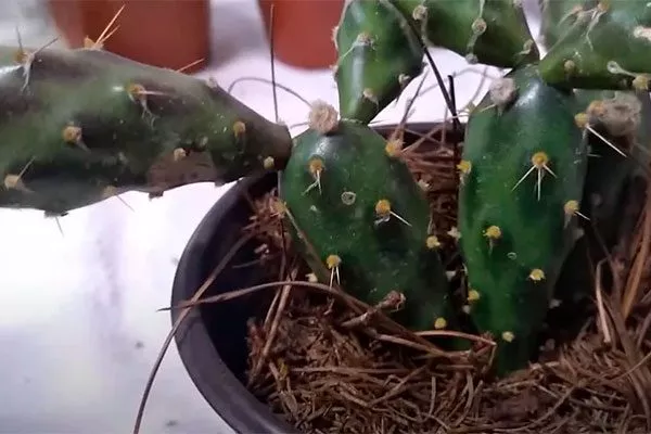 кактус заболел Вредители кактусов10