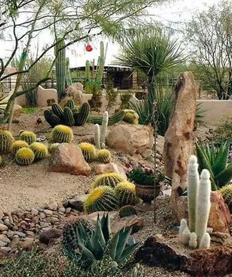 кактусы в ландшафтном дизайне кактусы в ландшафтном дизайне9