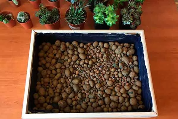 Камешки черенкование кактусов7