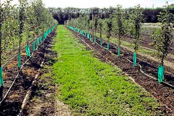 Капельное орошение промышленный сад6