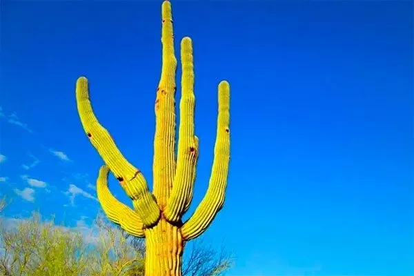 Карнегия кактусы в ландшафтном дизайне10