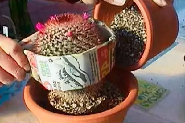 Картон или газета пересадка кактуса7