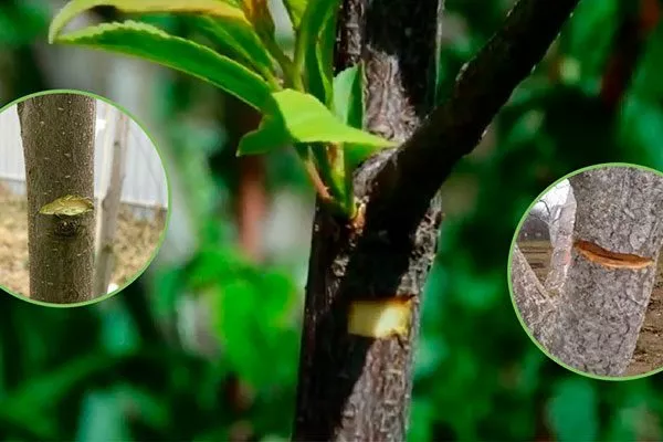 Кербовка увеличениt размеров яблок15