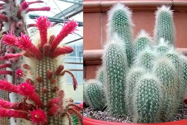 Клейстокактус Штрауса редкие кактусы2